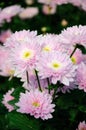 Chrysanthemum Ã¯Â¼Ëmonalisa rosyÃ¯Â¼â°